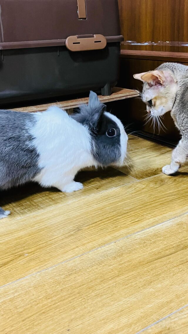 自力で家に帰るナカタ #rabbit #liontabbit #nakata